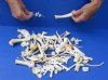 100 pc lot of raccoon/wild boar and coyote bones measuring approximately 1/2 inch up to 7 inches in size.  You are buying the assorted small bones pictured for $30.00