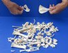 100 pc lot of raccoon/wild boar and coyote bones measuring approximately 1/2 inch up to 8 inches in size.  You are buying the assorted small bones pictured for $30.00
