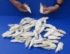 50 piece lot of Alligator top skull bones. You are buying the bones pictured for $10