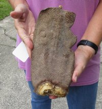 Beaver Tail for sale which has been preserved in formaldehyde 9 inches long by 4-1/2 inches wide - $5