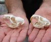 Two #2 Grade discounted/damaged Muskrat Skulls 2-1/2 and 2-1/4 inches - You are buying the muskrat skulls shown for $18.00