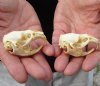 Two #2 Grade discounted/damaged Muskrat Skulls 2-1/4 inches - You are buying the muskrat skulls shown for $18.00