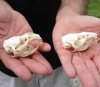 Two #2 Grade discounted/damaged Muskrat Skulls 2 and 2-1/4 inches - You are buying the muskrat skulls shown for $18.00