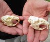 Two #2 Grade discounted/damaged Muskrat Skulls 2-1/4 and 2-1/2 inches - You are buying the muskrat skulls shown for $18.00