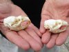 Two #2 Grade discounted/damaged Muskrat Skulls 2-1/4 and 2-1/2 inches - You are buying the muskrat skulls shown for $18.00