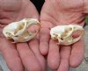 Two #2 Grade discounted/damaged Muskrat Skulls 2-1/4 inches - You are buying the muskrat skulls shown for $18.00