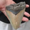 One Huge Discounted Megalodon Fossil Shark Tooth (Carcharocles megalodon) measuring 6 inches long - You are buying the one in the picture for $245.00 (Discounted for corner)