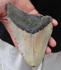 One Huge Discounted Megalodon Fossil Shark Tooth (Carcharocles megalodon) measuring 6 inches long for $245.00 