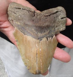 Huge Megalodon Fossil Shark Tooth (Carcharocles megalodon) measuring 6 inches long for $150.00)