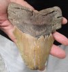 Huge Megalodon Fossil Shark Tooth (Carcharocles megalodon) measuring 6 inches long - You are buying the one in the picture for $325.00 (Signature Required)