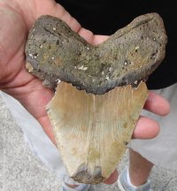 Huge Megalodon Fossil Shark Tooth (Carcharocles megalodon) measuring 6 inches long for $325.00 (Signature Required)