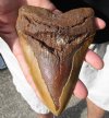 Huge Megalodon Fossil Shark Tooth (Carcharocles megalodon) measuring 6 inches long - You are buying the one in the picture for $395.00 (Signature Required)
