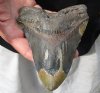One Huge Megalodon Fossil Shark Tooth (Carcharocles megalodon) measuring 6-1/8 inches long - You are buying the one in the picture for $295.00 