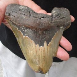 Huge Megalodon Fossil Shark Tooth (Carcharocles megalodon) measuring 6 inches long for $395.00 (Signature Required)