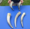 5 pc lot of Natural, Raw, Water Buffalo Horns measuring approximately 11 to 15-1/2 inches long each - You are buying the horns shown for $28/lot