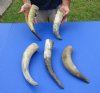5 pc lot of Natural, Raw, Water Buffalo Horns measuring approximately 12 to 15 inches long each - You are buying the horns shown for $28/lot