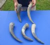 5 pc lot of Natural, Raw, Water Buffalo Horns measuring approximately 11-1/2 to 15-1/2 inches long each - You are buying the horns shown for $28/lot