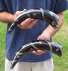 2 pc lot of Decorative Polished Buffalo Horn with a lines and dots design, 12 and 14 inches around the curve (you will receive the horns pictured) for $25/lot 
