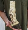 African Zebra foot mount for taxidermy crafts 10 inches tall - There is visible stitching on the backs of these foot mounts - review all photos. You are buying the zebra foot pictured for $55