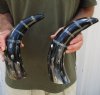 2 pc lot of Decorative Polished Buffalo Horn with a lines and dots design, 14 inches around the curve (you will receive the horns pictured) for $25/lot 