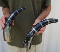 2 pc lot of Decorative Polished Buffalo Horn with a lines and dots design, 13 and 14-1/2 inches around the curve (you will receive the horns pictured) for $25/lot 