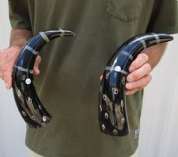 2 pc lot of Decorative Polished Cattle/Cow Horns with a lines and dots design, 14 and 15 inches for $18/lot  