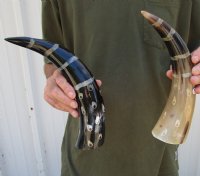 2 pc lot of Decorative Polished Cattle/Cow Horns with a lines and dots design, 14-1/2 and 12-1/2 inches for $25/lot 
