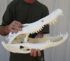 20 inch Florida Alligator Skull from an estimated 11 foot gator - You are buying the gator skull shown for $220.00 (Pathology and damage)