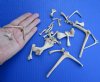 25 pc lot of Red Ear Slider turtle bones measuring approximately 1 inch up to 4 inches in size.  You are buying the assorted small bones pictured for $10.00