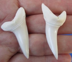 2 piece lot of Mako shark teeth measuring 1-3/4 inches for making shark tooth pendants and necklaces for $21/lot