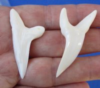 2 piece lot of Mako shark teeth measuring 1-3/4 inches for making shark tooth pendants and necklaces - You are buying the ones in the picture for $21/lot