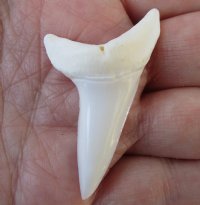 One Plain Mako shark tooth measuring 2 inches for making shark tooth pendants and necklaces - You are buying the one in the picture for $22