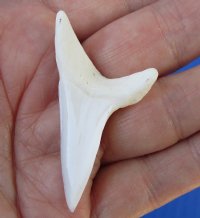 One Plain Mako shark tooth measuring 2 inches for making shark tooth pendants and necklaces - You are buying the one in the picture for $22