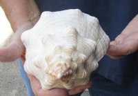 11 inches horse conch for sale, Florida's state seashell - Available for Sale for $25