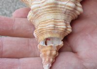 11 inches horse conch for sale, Florida's state seashell - Available for Sale for $25