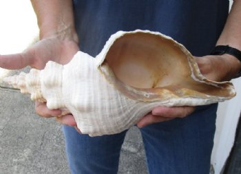 13 inches horse conch for sale, Florida's state seashell - Available for $37