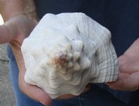 11 inches horse conch for sale, Florida's state seashell - Buy Now for $25