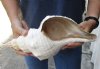 13 inches horse conch for sale, Florida's state seashell, review all photos as you are buying this one for $37