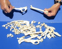 100 pc lot of assorted small bones pictured for $35