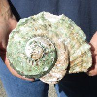 #2 Grade 6 inch Turbo Marmoratus, green turban shell. You are buying the shell pictured for $18