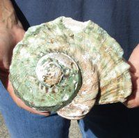 #2 Grade 6 inch Turbo Marmoratus, green turban shell. You are buying the shell pictured for $13
