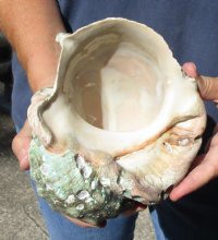 #2 Grade 6 inch Turbo Marmoratus, green turban shell. You are buying the shell pictured for $13