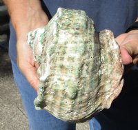 #2 Grade 6 inch Turbo Marmoratus, green turban shell. You are buying the shell pictured for $13