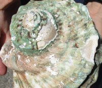 #2 Grade 6 inch Turbo Marmoratus, green turban shell. You are buying the shell pictured for $13
