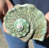 5 inch Turbo Marmoratus, green turban shell. You are buying the shell pictured for $26