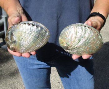 2 pc lot of Polished green abalone shells measuring 5 inches for $33/lot 