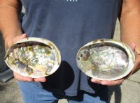 2 pc lot of Polished green abalone shells measuring 5 inches - You are buying the abalone shell pictured for $33/lot 