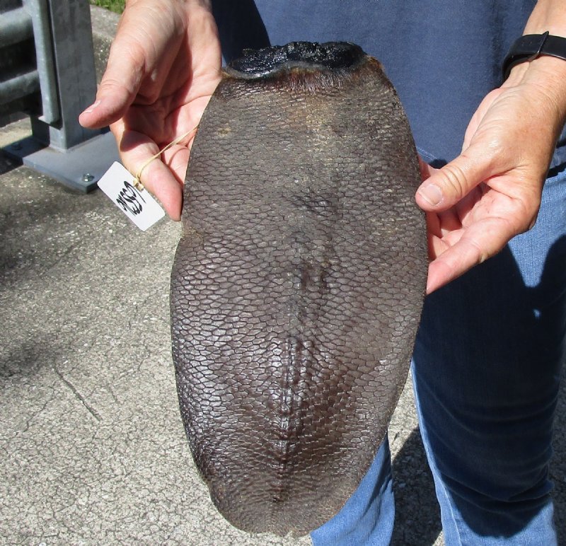 North American Beaver tail