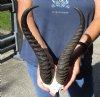 12-1/2 and 13 inch Male Springbok Horns on Springbok Skull Plate - You are buying the horns and skull plate shown for $30 