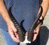 10-1/2 and 11 inch Male Springbok Horns on Springbok Skull Plate - You are buying the horns and skull plate shown for $20 